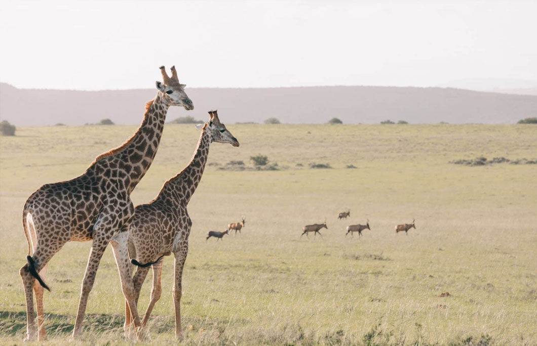 Serengeti National Park, Beautiful Places In Tanzania