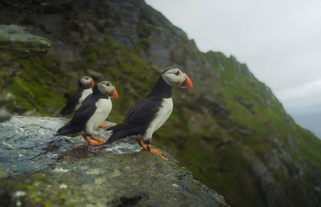 Skellig Michael is a haven for seabirds