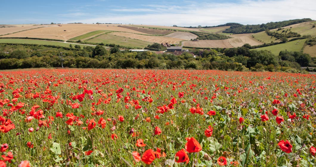 South Downs