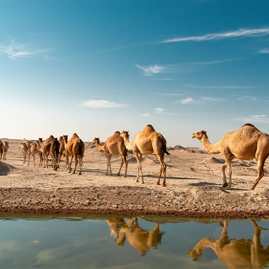 Camels walking along the water in the desert