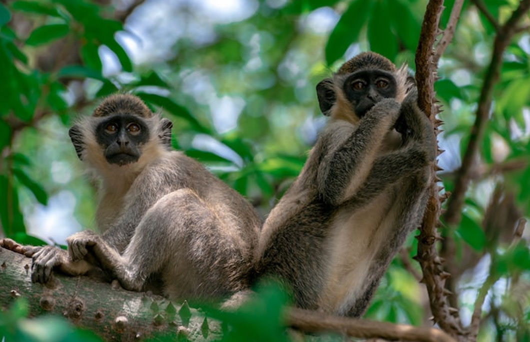 St. Kitts and Nevis is home to green vervet monkeys