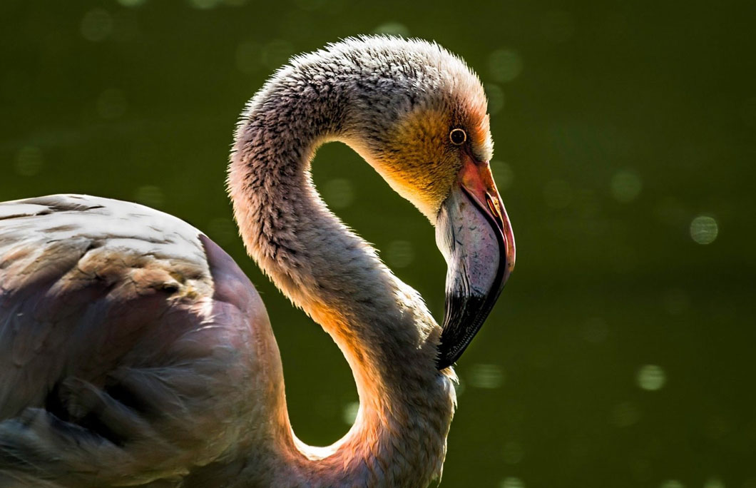 Flamingo Tongue