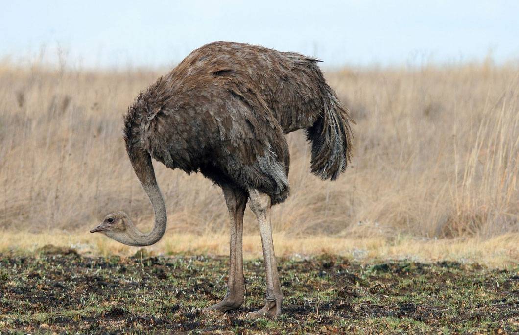 Ostrich