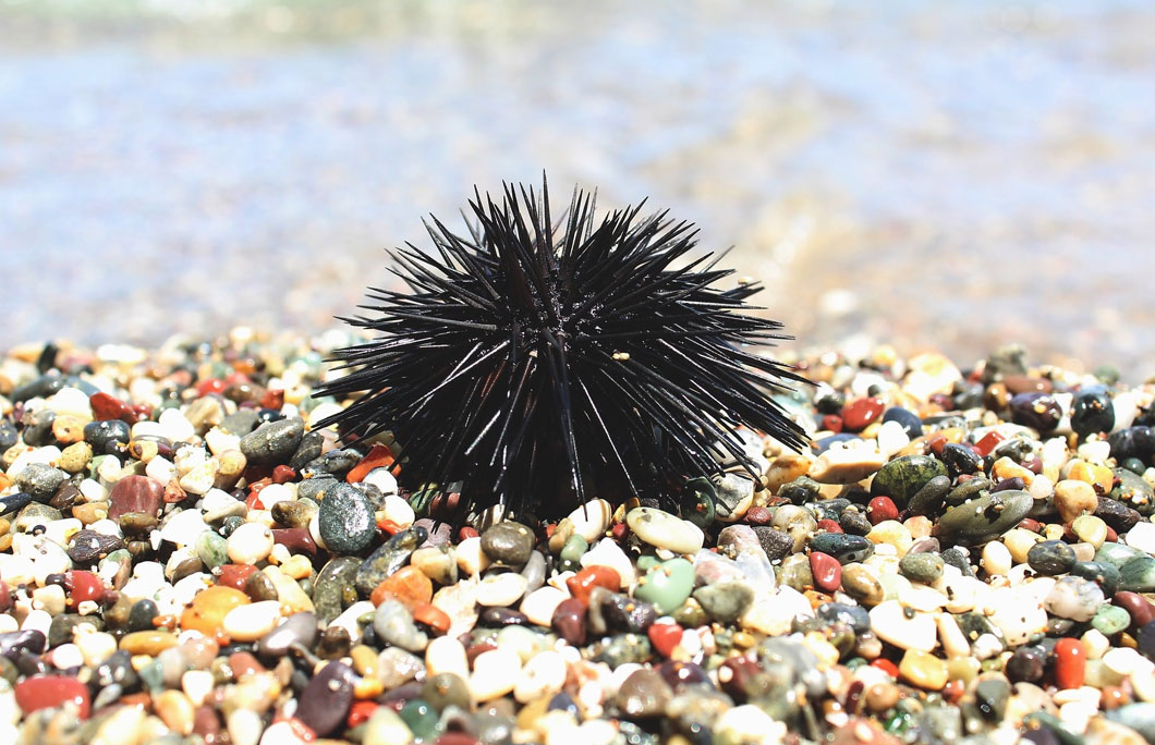 Sea Urchins