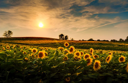 Sunflower Field in Kansas