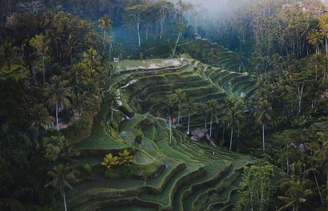 6. Tegalang Rice Terrace – Indonesia
