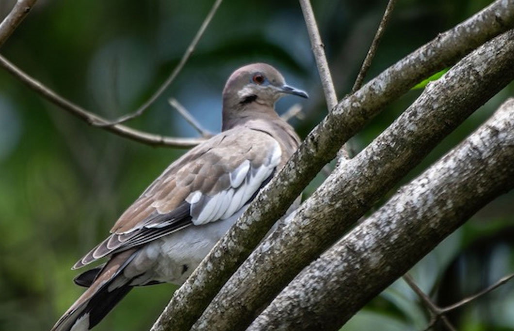 The Grenada dove is critically endangered