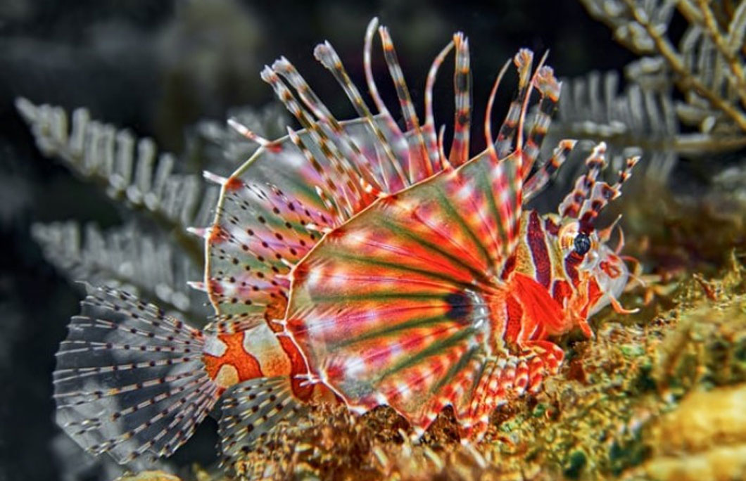 3. The Lembeh Strait