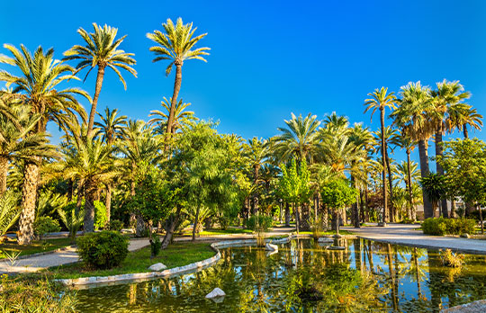 The Palmeral of Elche