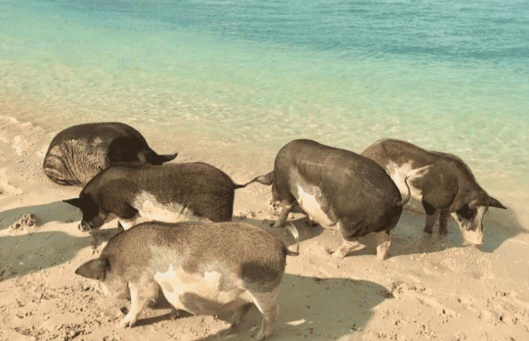 The pigs will wander happily around the beach and in the water