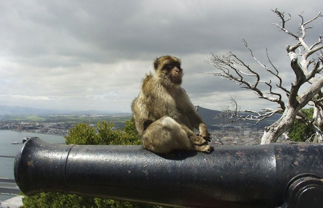 The Rock of Gibraltar is home to Barbary macaques