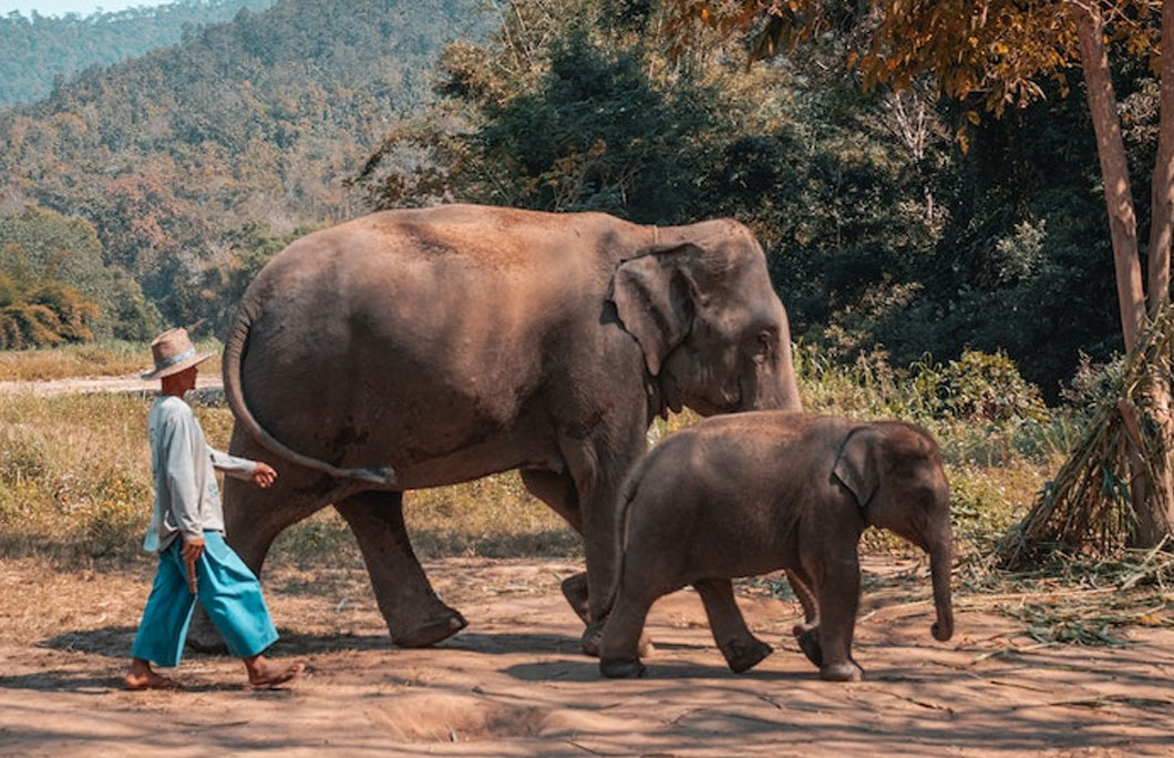 There’s an elephant sanctuary in Chiang Mai