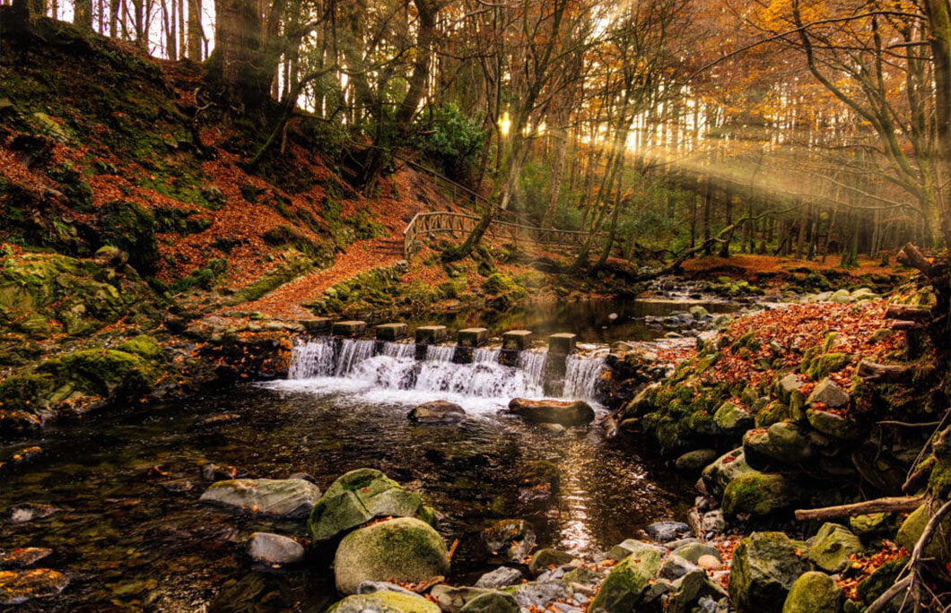 20. Tollymore Forest Park – Northern Ireland
