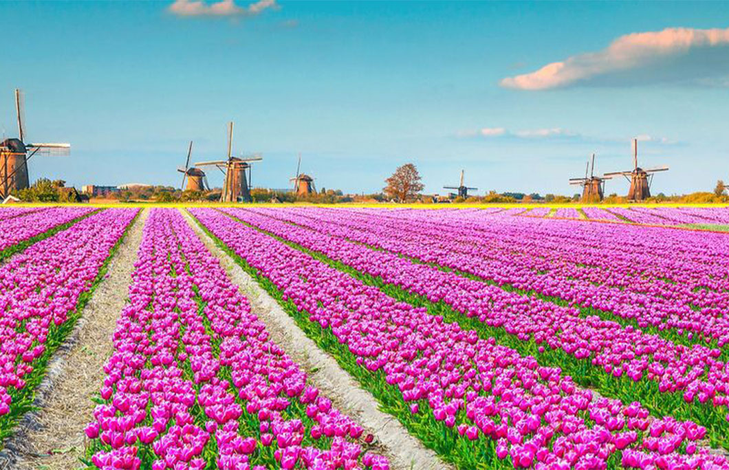 The Netherlands and Belgium – Tulip Cruise