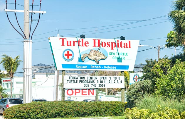 Turtle Hospital in Marathon