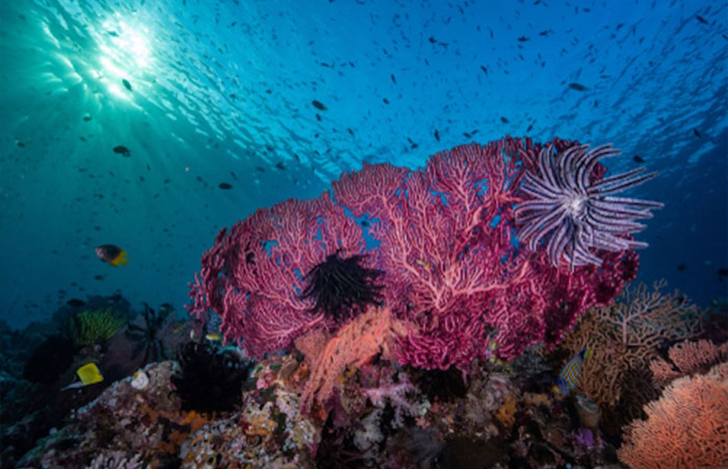 3. Wakatobi Island 