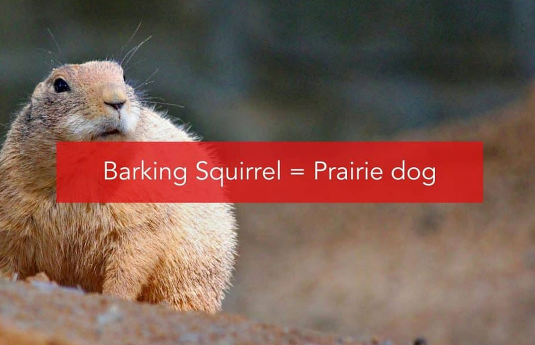 Barking Squirrel = Prairie dog