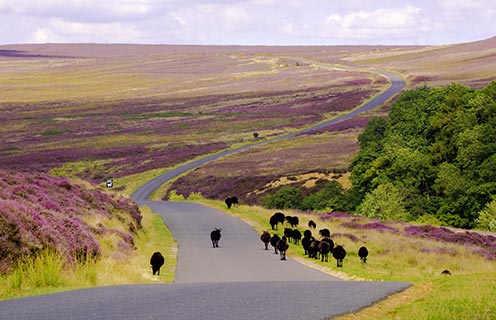 North Yorks Moors, UK