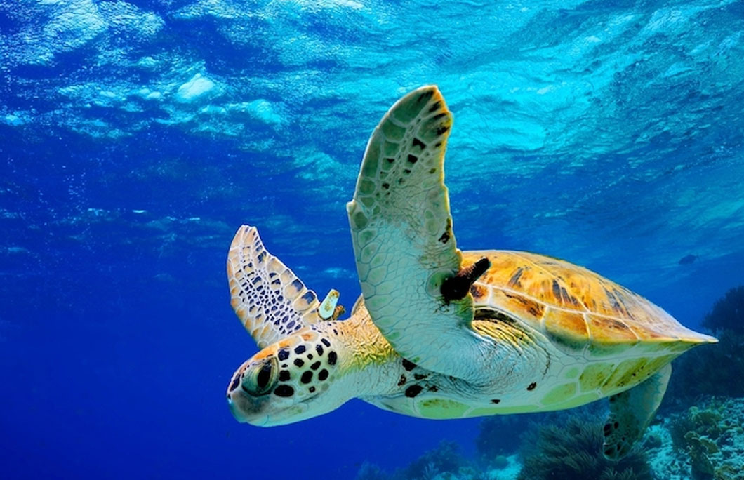 You can see three different types of turtles in St. Kitts and Nevis