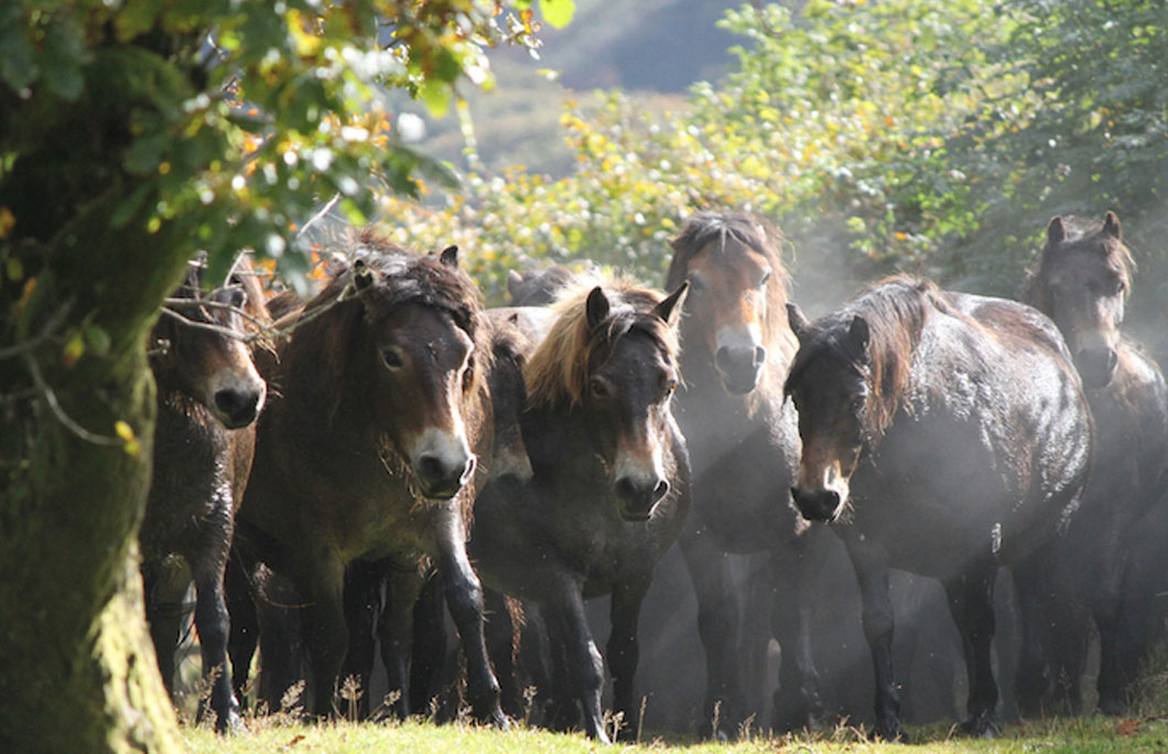 You might bump into a few semi-wild ponies if you’re lucky
