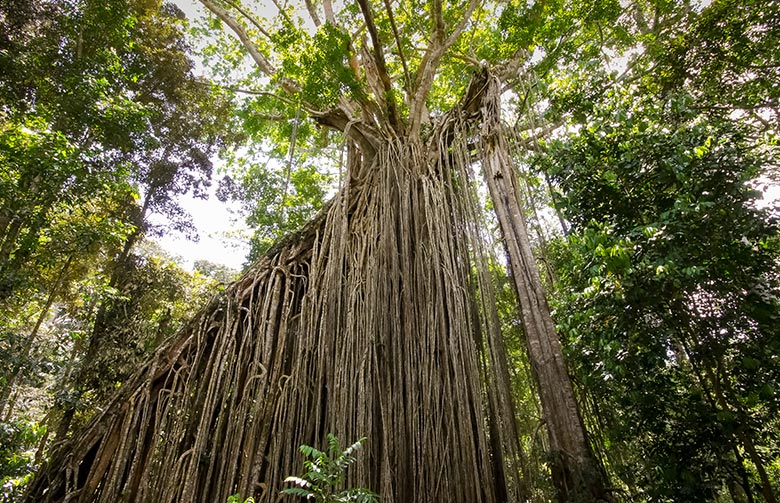 Yungaburra